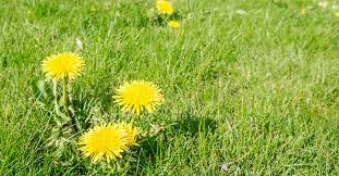 When to weed and feed with lowes sta green or scotts. 8 Reasons Weed N Feed May Not Be Right For You Personal Lawn Care