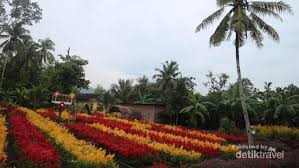 Wisata taman bunga pandeglang travelervlog. Taman Bunga Tersembunyi Di Klaten Kamu Tahu