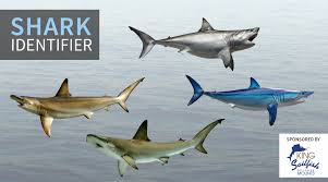 shark identifier fishtrack com