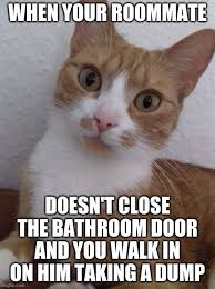 Check spelling or type a new query. Cats Caturday Memes Gifs Imgflip