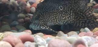 05.06.2014 · sorry to be the bearer of bad news, but, i'm genuinely surprised that fungus on your plec is the only issue you have. Fungus On Pleco Tropical Fish Forums