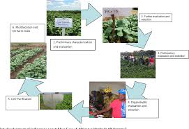 Image result for Solanum grossidentatum