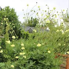 Image result for Cephalaria pungens