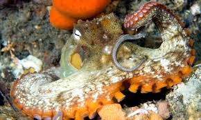 Image result for Octolepis