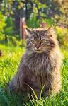 Top 5 Biggest Domestic Cats | Cats Around The Globe