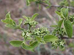 Image result for Vangueria