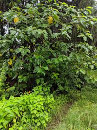 Image result for Solanum chrysotrichum