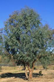 Image result for Eucalyptus angustissima