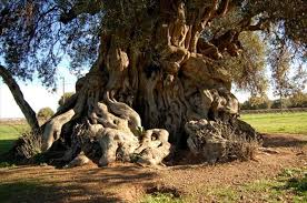 Discovering Sardinian Dop Olive Oil Sardinia Olive Tree Unique Trees
