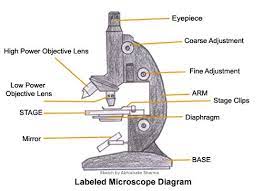 Compound microscope w controls labeled manteresting. Compound Microscope Parts And Functions Science Fair Projects Microscope Parts Science Fair