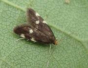 Image result for Telechrysis tripuncta