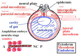 Images (b,d) were taken from the dorsal view, where the anterior is to the left and the right side is on top. Lecture 15 Somite And Muscle Development Diagram Quizlet