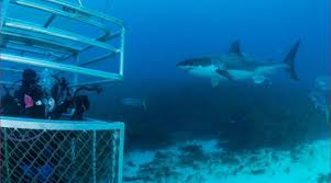 Hi i'm going to australia in march but believe this is a bad month for sharks what are the odds on seeing them is it slim? Eyre Peninsula Great White Shark Dive Safari Hot Getaways