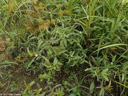Image result for Eclipta prostrata