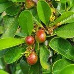 Image result for Rhamnus staddo