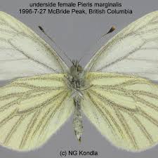 Image result for Mohria marginalis