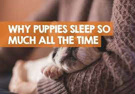 Why Is My Puppy Sleeping So Much More Than Usual