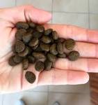 Croquettes Orijen pour chien adulte sans crales - animiam
