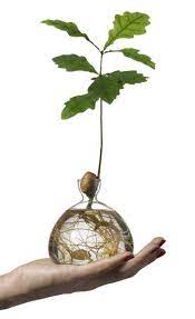 Acorn Vase Another Country 02 Avocado Plant Tree Roots Avocado Tree