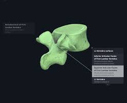 Drag the labels to identify the structures of a long bone. Labels Complete Anatomy