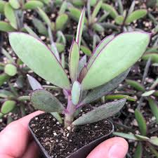 Image result for Senecio greenwayi