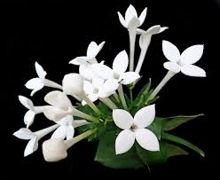 We did not find results for: Flowers White Bouvardia Free Photo On Pixabay