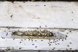 Das backpulver wird mit zucker vermengt und an jene stellen platziert, die von den ameisen frequentiert werden. Ameisen In Der Wohnung So Werden Sie Die Insekten Los