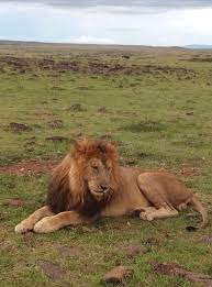 Out of the estimated 850 to 900 lions in the reserve, the sight of scarface completed the tourists' expedition. Uud6kawqyjinem