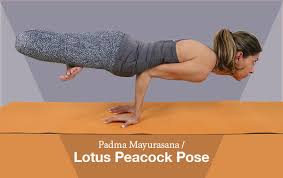 We did not find results for: Padma Mayurasana Lotus Peacock Pose Asana International Yoga Journal