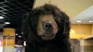 Is (finance|transitive) to endeavour to depress the price of, or prices in or bear can be to support or sustain; Watch Out For The Bruins Bear