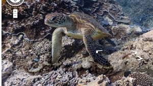 We did not find results for: Google Maps Heads Underwater With Panoramic Images