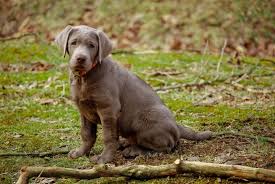 ❤️charcoal lab puppies from previous litters! Silver Lab What To Know About This Stunning Retriever Perfect Dog Breeds