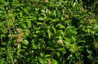 Image result for Pentadiplandra brazzeana