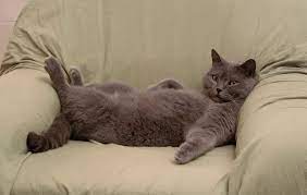 How do i know if my kitten will have long hair? How Big Will My Cat Get Must Read Pawsome Kitty