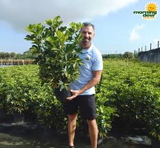 The green and gold leaves of 'gold capella' schefflera will add color and interest to any room of your house. Schefflera Morning Dew Tropical Plants