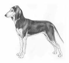 Si adegua bene a qualunque è un cane facilmente addestrabile data anche la sua naturale attitudine al riporto e, pertanto, lavora in simbiosi con l'uomo. Segugio Italiano Carattere Prezzo Cuccioli Cure E Consigli
