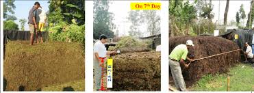 Never sprinkle it on top of plants, especially lettuce and other leafy greens. Erection Of Novcom Compost Heap With Green Matter And Cow Dung Download Scientific Diagram