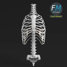 The ribs are curved, flat bones which form the majority of the thoracic cage. 3d Model Anatomy Human Spine Torso And Rib Cage Cgtrader