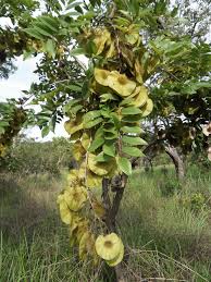 Image result for Pterocarpus megalocarpus