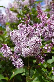 Image result for Syringa prestoniae