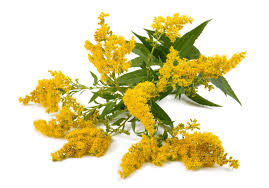 Image result for Solidago