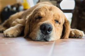 Is My Dog Having A Seizure The Dogington Post