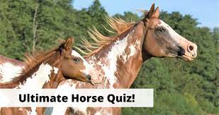 These majestic creatures are associated with qualities of intelligence, independence and a free spirit. Horse Quiz 20 General Knowledge Trivia Questions About Horses