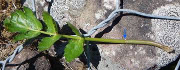 Image result for Berula erecta