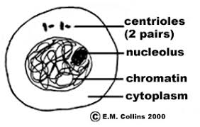 Polar metaphase with labels motherboard drawing with label motherboard diagram with labels. Lab Manual Exercise 2