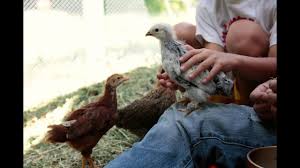 Chicken home chicken lady chicken feed buy chickens backyard chickens raising chickens bird toys coops wonderful time. Backyard Chickens 101 Youtube