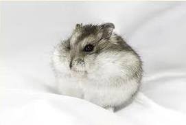 Hamsters with wet tail should be treated immediately by a veterinarian, as this condition can lead to death within 48 to 72 hours. Dwarf Hamsters Pet Supplies Plus