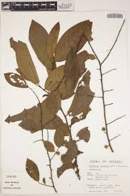 Image result for Phyllanthus odontadenius