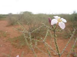 Image result for Kyphocarpa angustifolia