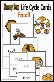 Honey Bee Projects For Preschool Google Search Bee Activities Honey Bee Life Cycle Bee Life Cycle